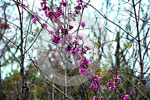 Bauhinia grows around the branches. Its strong color is very beautiful.