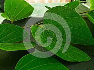 Bauhinia malabarica roxb leaf with rain droplets on dark tone background., natural leaf.