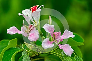 Bauhinia monandra is a species of leguminous trees. Refugio de Vida Silvestre Cano Negro, Costa Rica photo