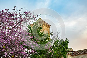 Bauhinia orchid tree in the old town of Larnaca, Cyprus