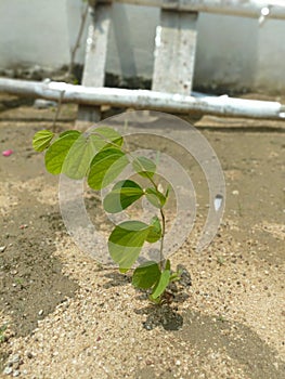 Bauhinia picta plant