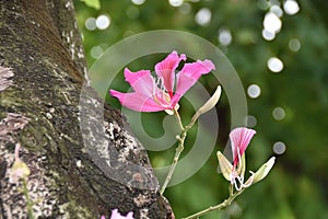 Bauhinia purpurea