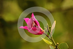 Bauhinia purpurea