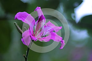 Bauhinia purpurea