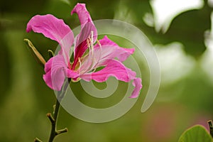 Bauhinia purpurea