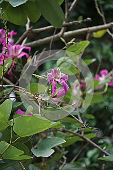 También la llamada púrpura orquídea un árbol, flor 