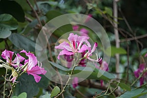 También la llamada púrpura orquídea un árbol, flor 