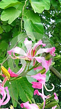 Bauhinia purpurea kaniar butterfly tree flowers leaves