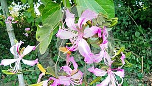 Bauhinia purpurea kaniar flowers