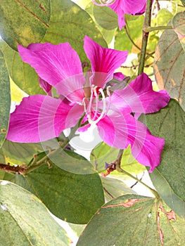 Bauhinia purpuria flower closeup from a roadside garden,Shantivanam Haidrabaad, India.