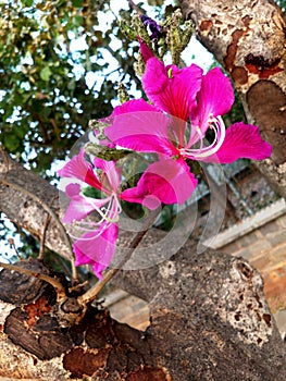 Bauhinia purpuria flower closeup from a roadside garden,Shantivanam Haidrabaad, India.