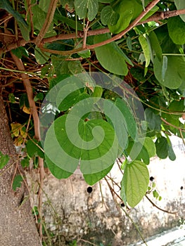 Bauhinia racemosa or apta leaf or Bidi Leaf Tree background