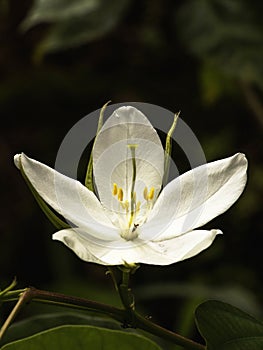 Bauhinia racemosa or Bidi leaf tree is a rare medicinal species of flowering shrub, Hossangadi, Talapady, Kerala, India