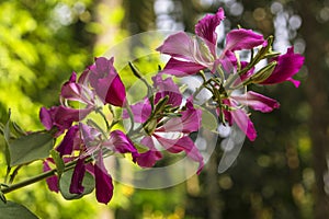 Bauhinia racemosa flower