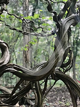 bauhinia spiral roots trinil tourist destination