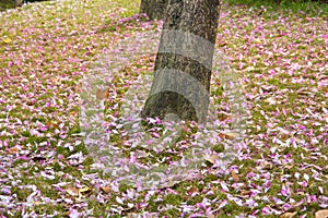 Bauhinia variegata