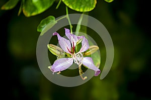 Bauhinia variegata Flowers