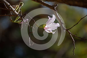 Bauhinia variegata Purple orchid tree a species of plant family Fabaceae