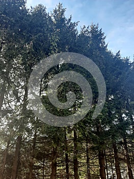 Baum BÃÂ¤ume Wald