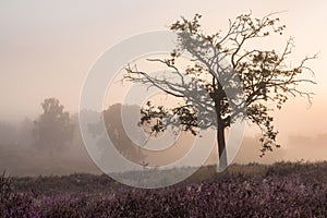 Tree in heathland
