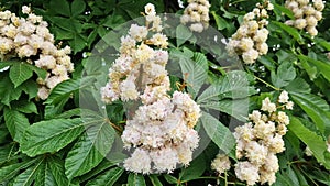 Baumann Horse Chestnut (Aesculus hippocastanum Baumannii). Horse chestnut baumannii in full bloom