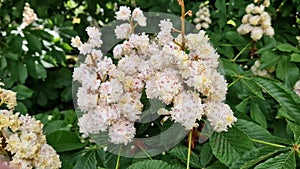 Baumann Horse Chestnut (Aesculus hippocastanum Baumannii). Horse chestnut baumannii in full bloom