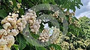 Baumann Horse Chestnut (Aesculus hippocastanum Baumannii). Horse chestnut baumannii in full bloom