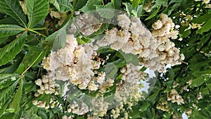 Baumann Horse Chestnut (Aesculus hippocastanum Baumannii). Horse chestnut baumannii in full bloom