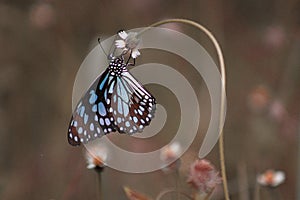 A bautiful butterfly sucking nector photo