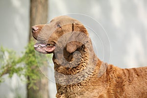 Bautiful Chesapeake bay retriever