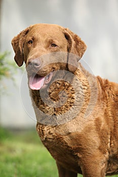 Bautiful Chesapeake bay retriever looking at you