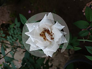 bautiful flower white rose after rain