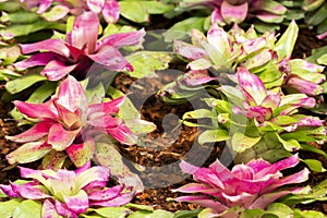 Bautiful flowers leaves pink colour leaves with flowers