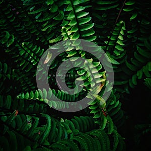 Bautiful Green leaf texture  leaf texture background.