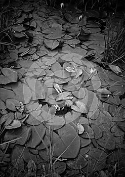 Bautiful Green leaf texture  leaf texture background. Black and white