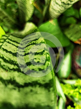 Bautiful green Sansevieria zeylanica photo