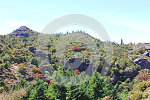 Bautiful landscape with bushes and plants