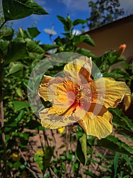 Bautiful orange flower in hot tropical season