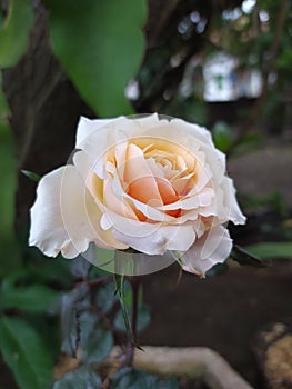 Bautiful peach rose photo