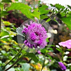 Bautiful purple flower of lark daisy or Centratherum