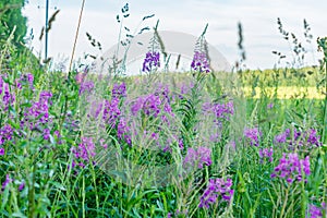 Bautiful purple willow-herb on edge of forest