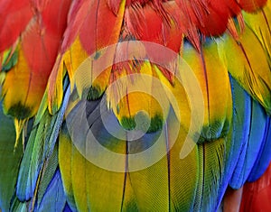 Bautiful red, blue and yellow texture of Scarlet macaw