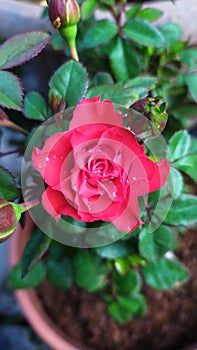 Bautiful Red rose  in the garden nature plant