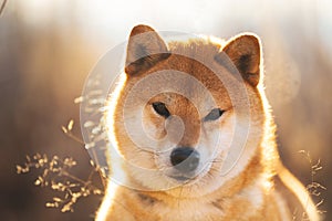 Bautiful red Shiba inu dog sitting in the field at sunset