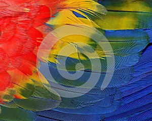 Bautiful red, yellow and blue texture of Scarlet macaw parrot bi photo