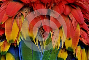 Bautiful red and yellow with green shades of Scarlet macaw parro photo