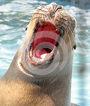 Bautiful sea lion photo
