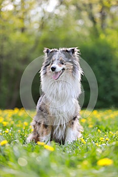 Bautiful warm photo of rare blue merle shetland sheepdog sitting in green grass with many small yellow flowers blooming in the