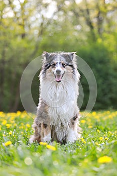 Bautiful warm photo of rare blue merle shetland sheepdog sitting in green grass with many small yellow flowers blooming in the