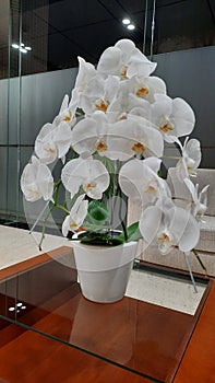 Bautiful white orchid flower